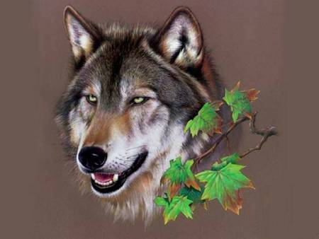 Wolf Head - wolf, nature, wild, portrait, animals, dogs, head