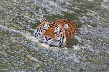 Icebreaker - tiger, water, picture, beautiful, icy