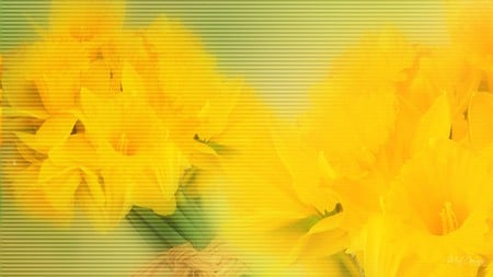 Spring Sunshine - blur, easter, daffodils, spring, abstract, yellow, flora, floral, flowers