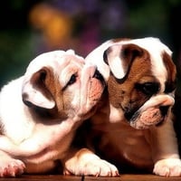 Cute Dogs