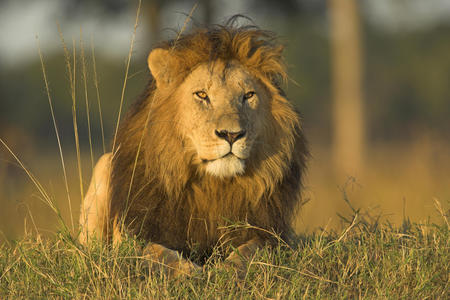 male_african_lion_masai_mara_national_reserve_kenya - animal, wildlife, lion, africa