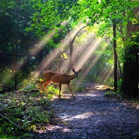 Deer in Forest