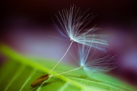 Two Lovers - flower seeds, friend, lovely, sweet, united, love, amazing