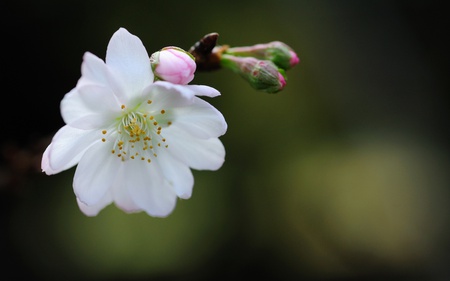 Japanese flower - white, flower, japan, nature