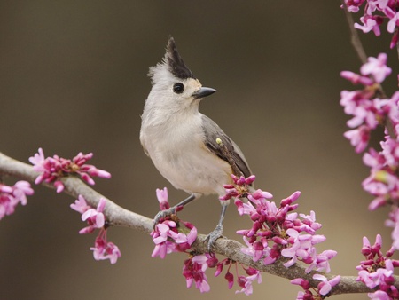 Bird and flowers