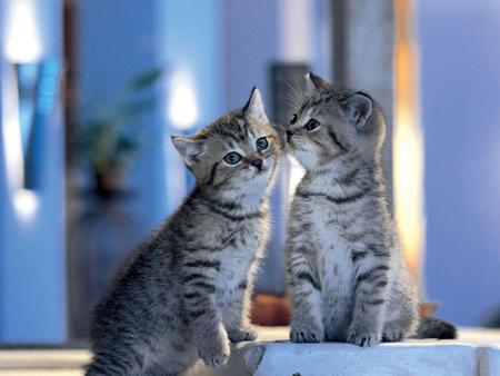 I got a secret - cats, kitty, cute, secret, cat, kittens, blue