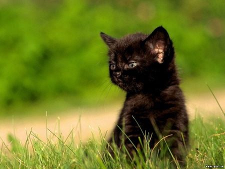 Black kitten