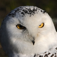 Snow owl