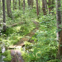 Loverens Mill Cedar Swamp