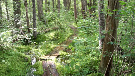 Loverens Mill Cedar Swamp - nature conservancy, nh, new hampshire, antrim