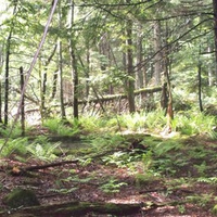 Loverens Mill Cedar Swamp Forest