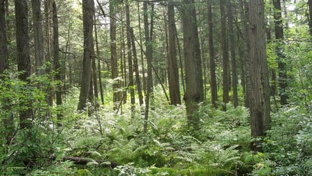 Antrim Forest