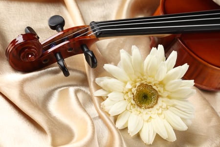 Romance - elegantly, silk, violin, beautiful, photography, romance, photo, cool, love, flower, still life, harmony, music, nice, gerbera, gently