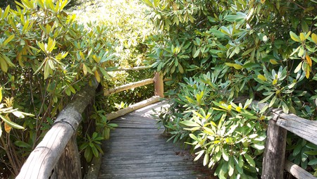 Rhododendron State Park NH - nh, rhododendron, state, park, new hampshire