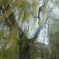 spring willow tree