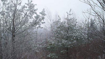 Pitcher MT Forest - pitcher, nh, new hampshire, stoddard, mountain