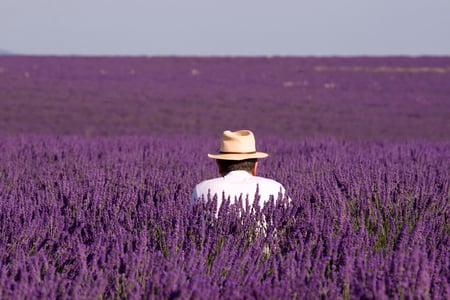 lavander field - purple, field, lavander, man