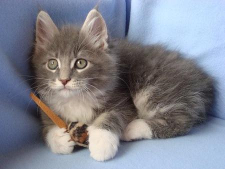 kitten - beautiful, pet, blue, kitten