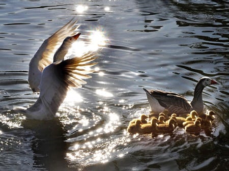 Family Ducks - sun, water, mother, take care, tenderly, ducks, father, family, little ducks