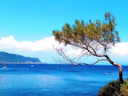 Seventeen Miles  California - pacifico ocean, splendid, blue water, california, road, sea, tree, seventeen miles