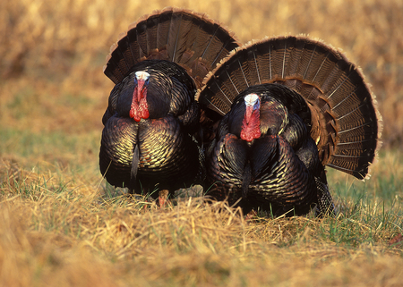 EASTERN TURKEY - males, eastern, turkeys, two