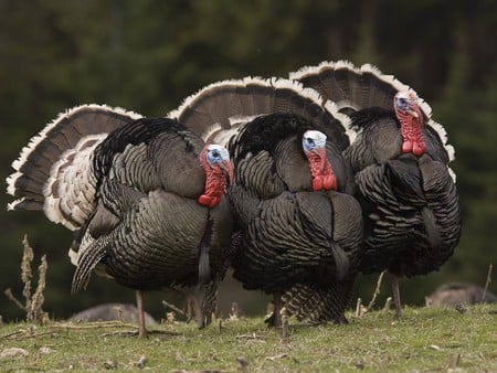 THREE TURKEYS - male, turkey, native, three