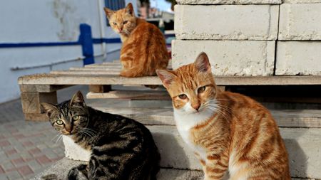 3 street cats who need a home - be, us, kind, to