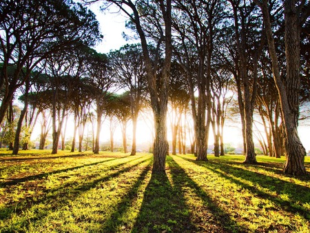 Long shadows - sky, forest, clouds, tree, sunset, nature, shadow