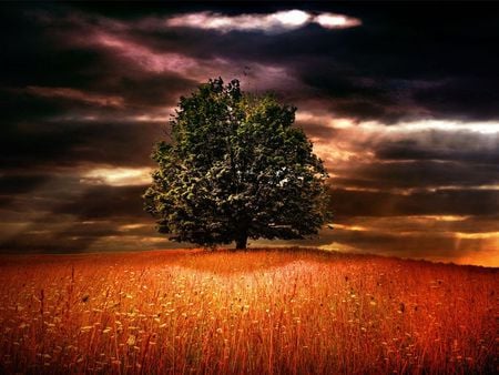 Amazing field and tree - nature, sky, clouds, tree, field