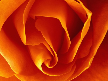 Big rose - flower, rose, orange, nature, petal