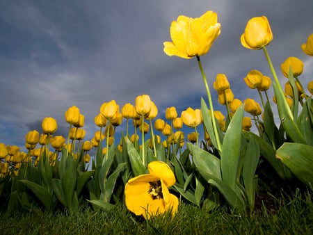 Flower field - flower, field, yellow, nature, petal