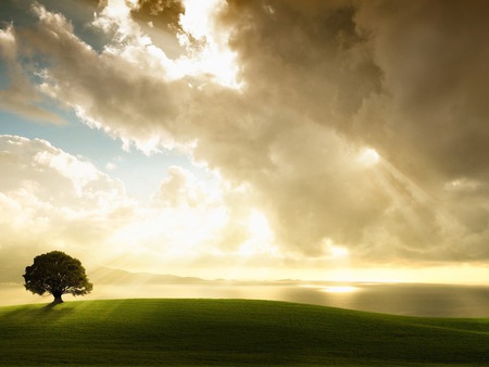 Clouded sky - sky, cloud, field, tree, sunset, grass