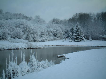 frosty pond - frost, forest, pond, woods