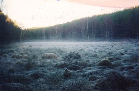 Fairy Tale Forest - cold, woods, branch, frost