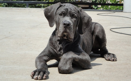 Bruno Neapolitan Mastiff - bruno, puppy, mastiff, neapolitan