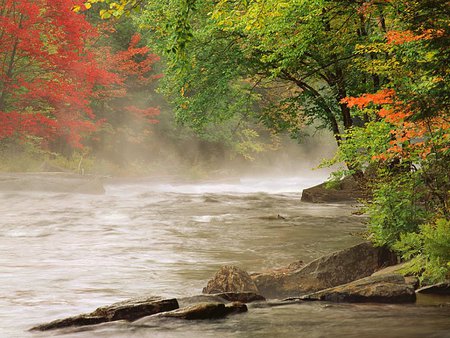 nature - lakes, nature, flowers, trees