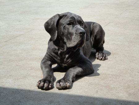 Bruno Neapolitan Mastiff 2 - bruno, mastiff, 2, neapolitan