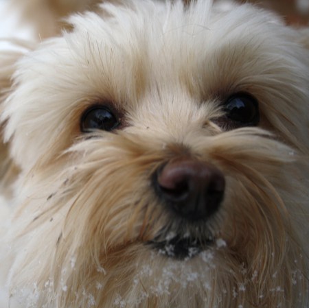 Pom-a-poo with snow on her mouth - close up, pom-a-poo, dog, snow