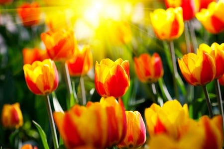 Tulips - pretty, sunny, yellow, sunrise, spring, light, flowers, petal, red, field, nice, sun, sunlight, beautiful, sunshine, beauty, colors, lovely, orange, flower, tulip, colorful, tulips, nature, rays