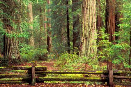 Beautiful Yosemite - fences, yosemite, forest, national park