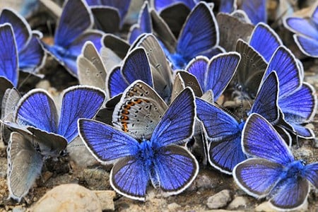 Beautiful Butterflies - picture, cool, beautiful, butterflies