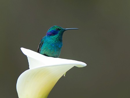 Bird in Flower - bird, picture, in flower, humming, beautiful