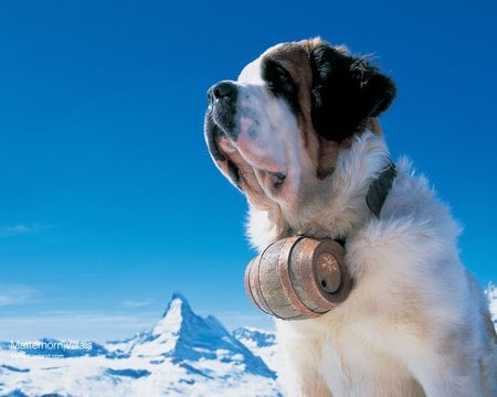 St. Bernard dog - white, winter, snow, dog, st bernard, lovely, switzerland, matterhorn