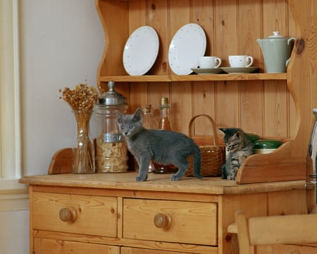 my kitchen - nice, sitting, kitchen, grey, 2 cats, tableware, grey tiger, kitten