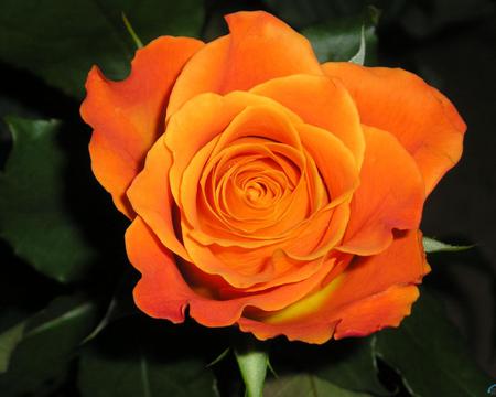 Rose for my lovely Tamara - flower, rose, beauty, orange, nature