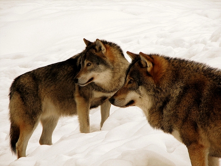 SWEET COUPLE IN SNOW