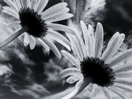 flowers - artistic, black, clouds, white