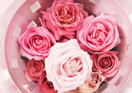 For you..... - nice, roses, gift, photography, flowers