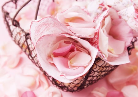 Roses - nice, roses, pink, photography, flowers