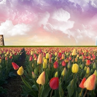 tulips field